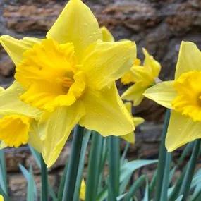 Tamara Daffodil (Narcissus Tamara) Img 2